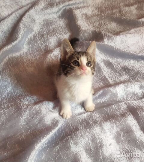 Подарите крошечке-котенку дом