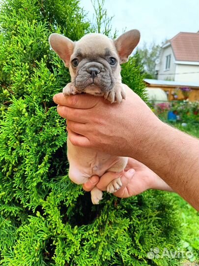 Мальчик французского бульдога с документами