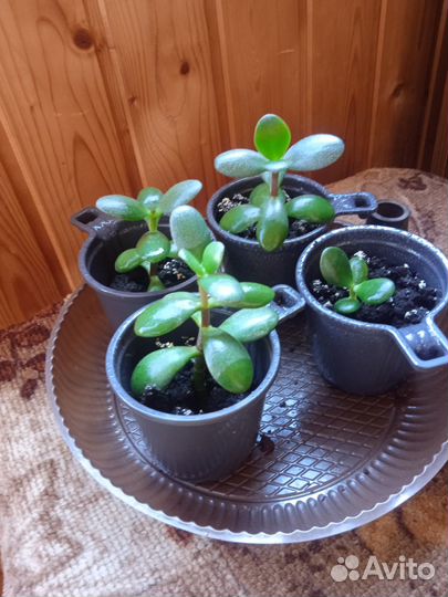 Продам цветы комнатные