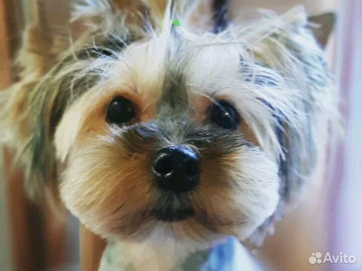 Стрижка собак всех пород