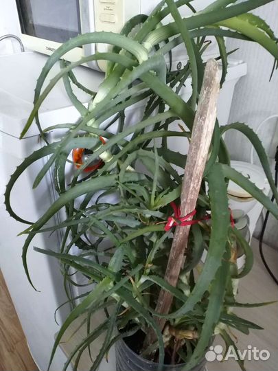 Алоэ/листья на сок