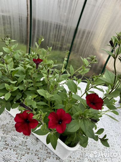 Рассада ампельной петунии