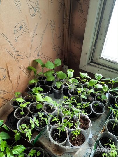 Рассада помидор, баклажан