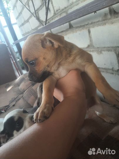 Помесь чихуахуа