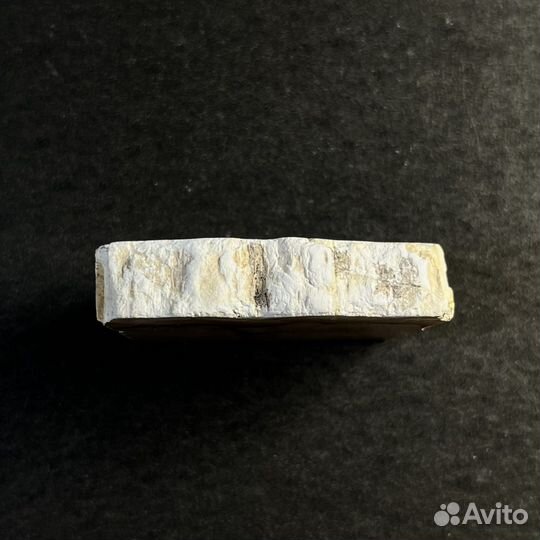 Окаменелое дерево окаменелость ископаемое