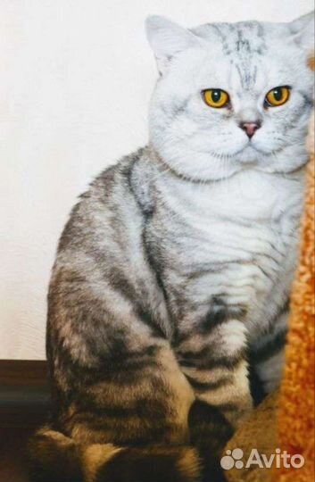 Британская шиншилла серебро котята