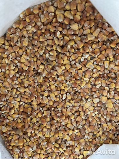 Зерно пшеница ячмень кукуруза овёс просо
