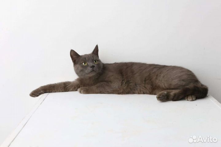 Кот в добрые руки