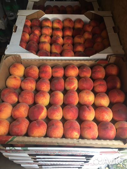 Персик, арбуз