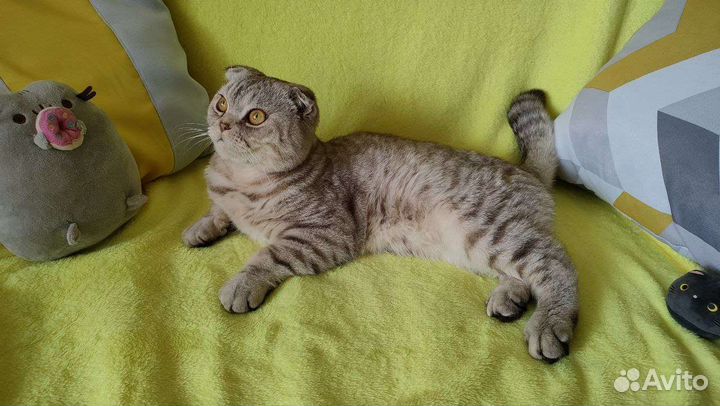 Кот в дар