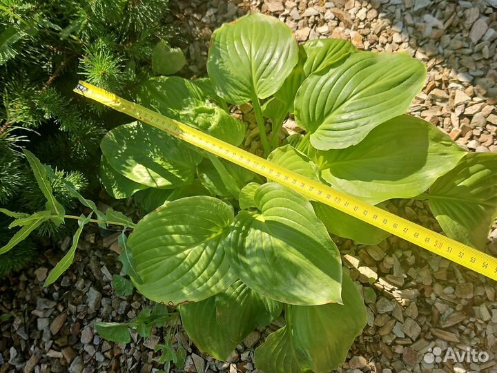 Хоста и бадан