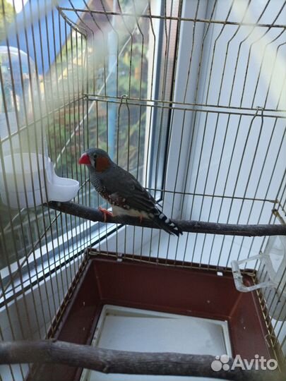 Зебровые амадины