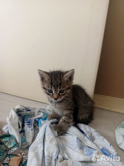 Котята