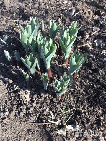 Многолетние Луки Анзур, бурун, шнит