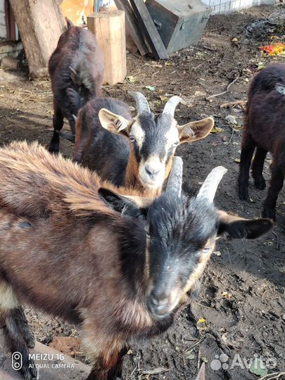 Козлики от молочной козы