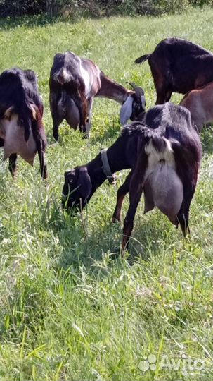 Англо нубийские козлята