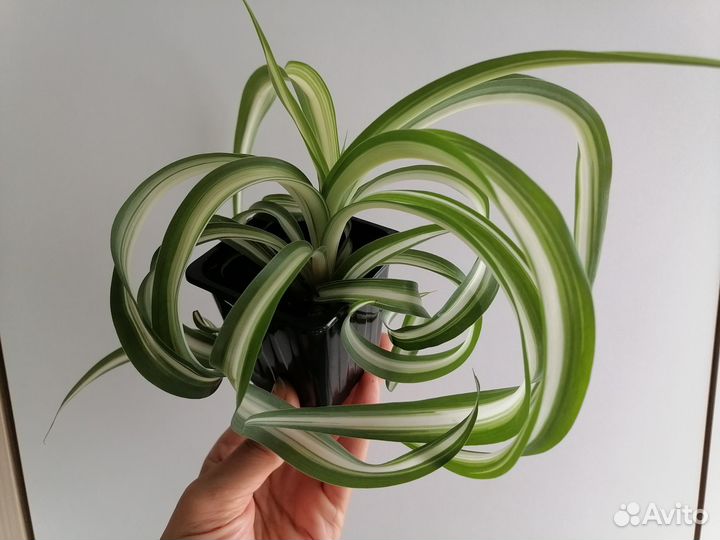 Декабрист,Фиттонии, Хлорофитум Бонни