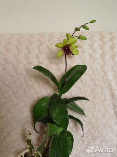 Орхидея дендробиум, психопсис