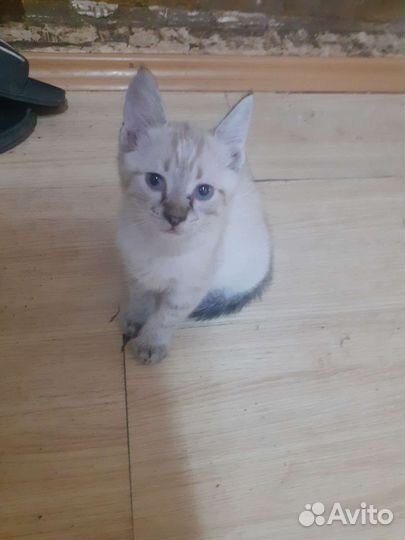 Кошки бесплатно