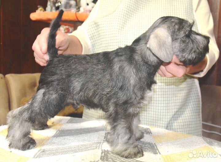 Цвергшнауцер щенки