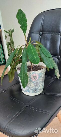 Кактус молочай