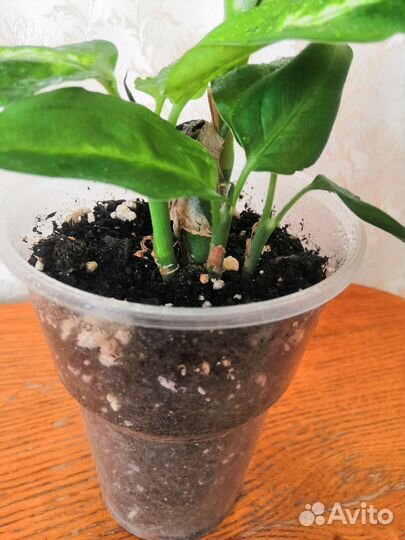 Диффенбахия Камилла