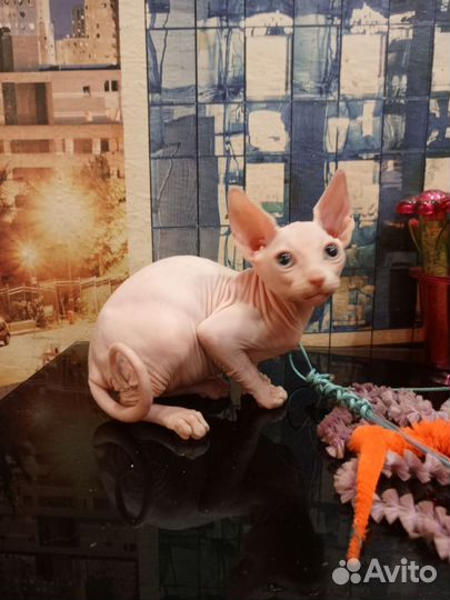 Канадский сфинкс