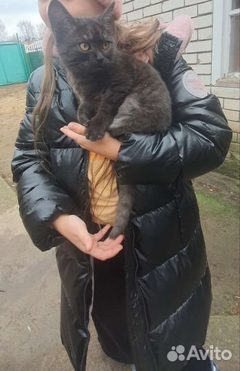Котенок