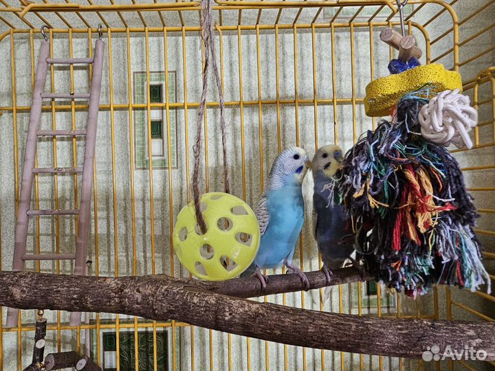 Пара радужных волнистых попугаев