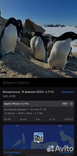 Вязаный пингвин ручной работы из Антарктиды