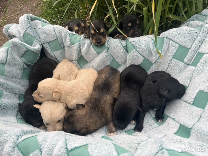 Отдам в добрые руки щенков дворянской породы