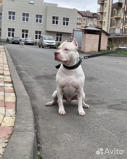 Щенки питбуля,с документами