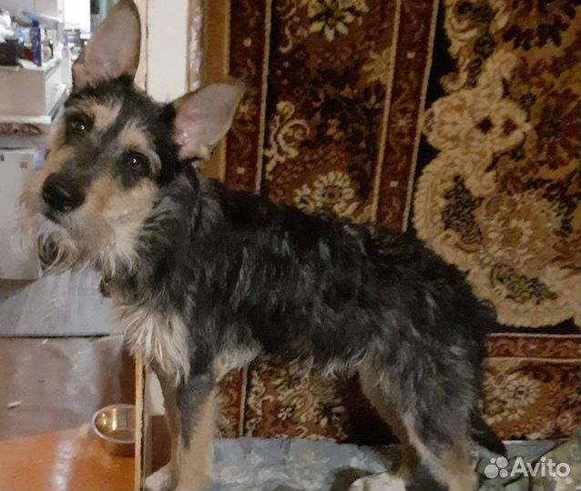 Собака в добрые руки