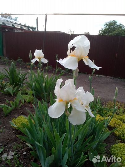 Ирисы