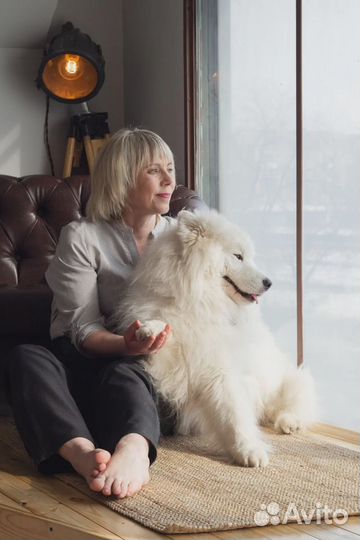 Фотосессия с самоедом