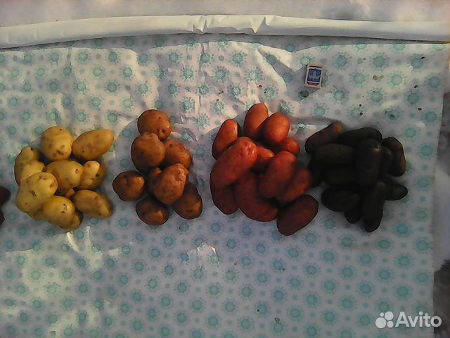 Семенной картофель 10 сортов