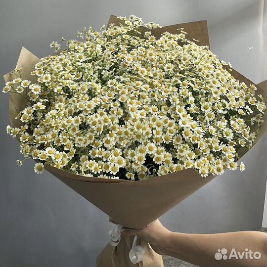 Ромашки Цветы