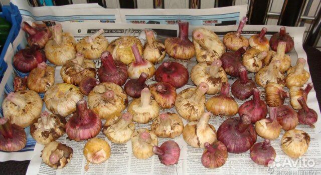 Гладиолусы луковицы