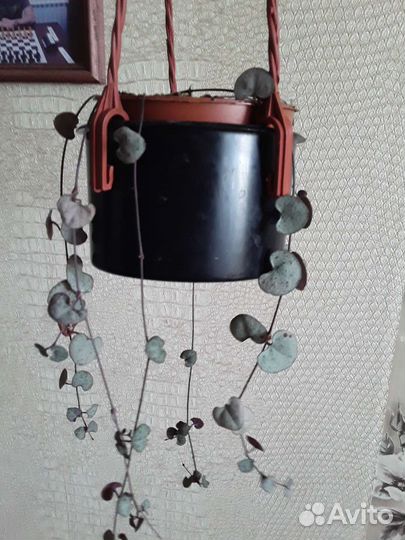 Церопегии Вуда