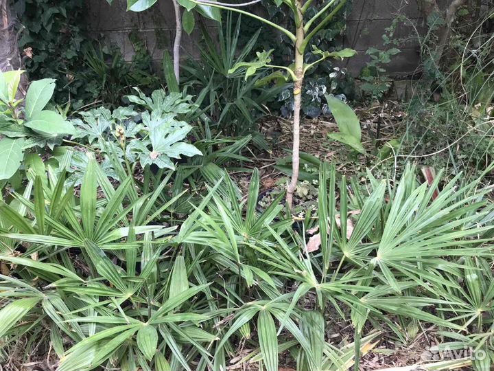 Пальма Трахикарпус Форчуна