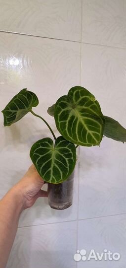 Антуриум Сильвер блаш