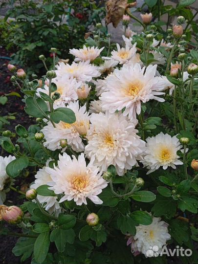 Хризантема кустовая