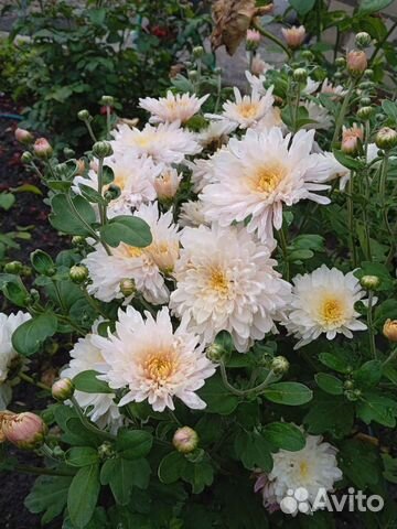 Хризантема кустовая