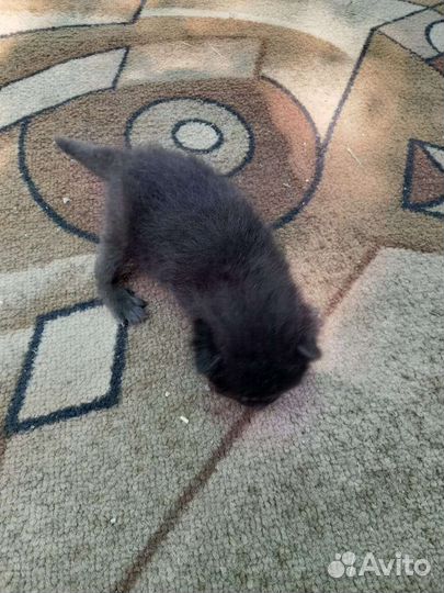 Котенок,один месяц отдам бесплатно в добрые руки