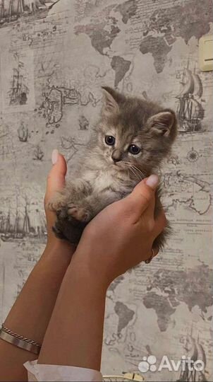 Ласковая девочка в добрые руки