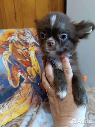 Супер Джейк