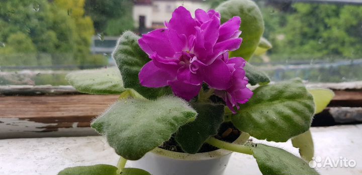 Суккуленты-каменная роза