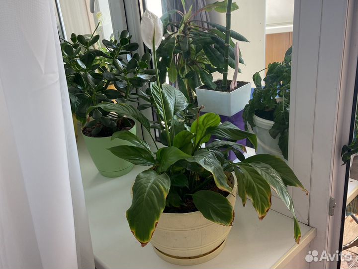 Спатифиллум, денежное дерево