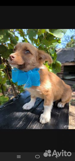 Собака в дар