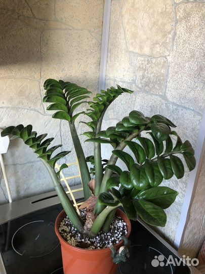 Замиокулькас